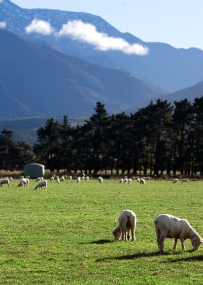 Vuoria ja lampaita pellolla Uudessa-Seelannissa