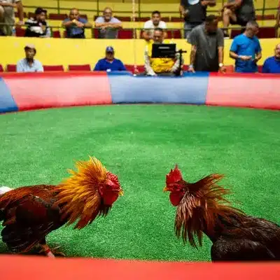 Kaksi kukkoa naamant vastakkain vihreällä ruoho"areenalla".