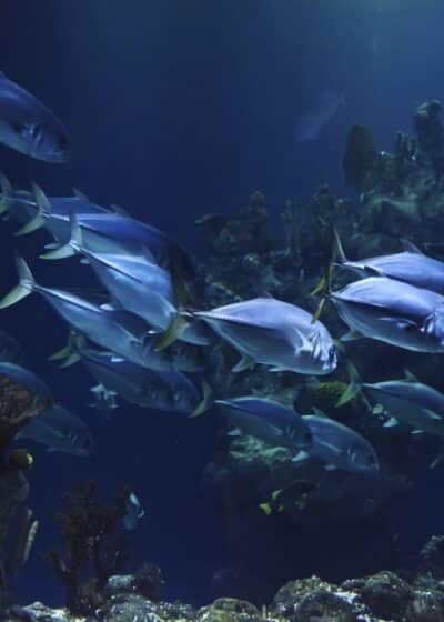 Värikkäitä kaloja